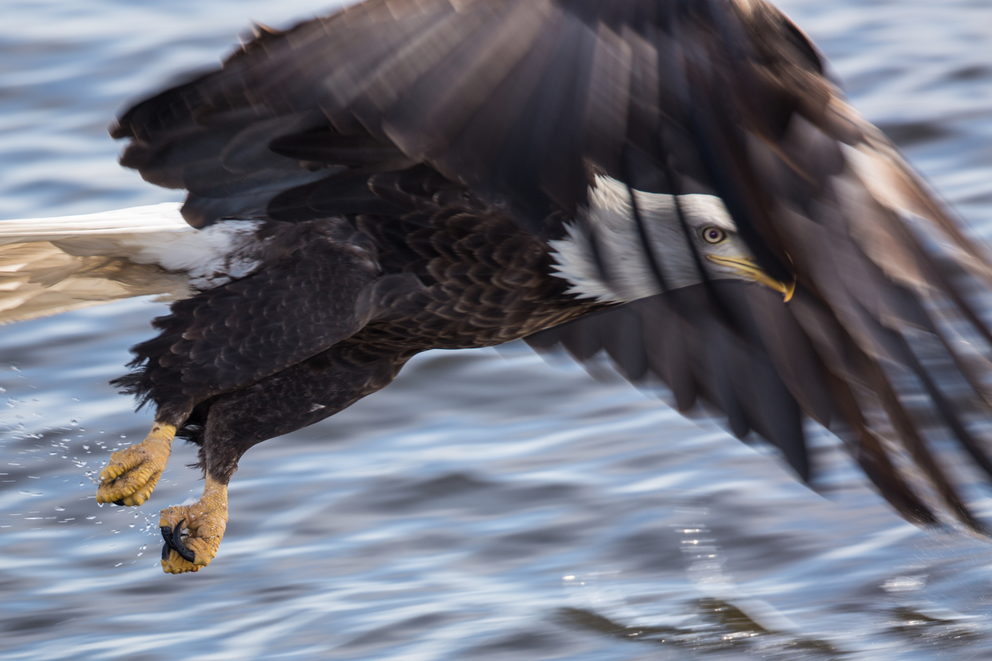 Bald Eagle in Flight