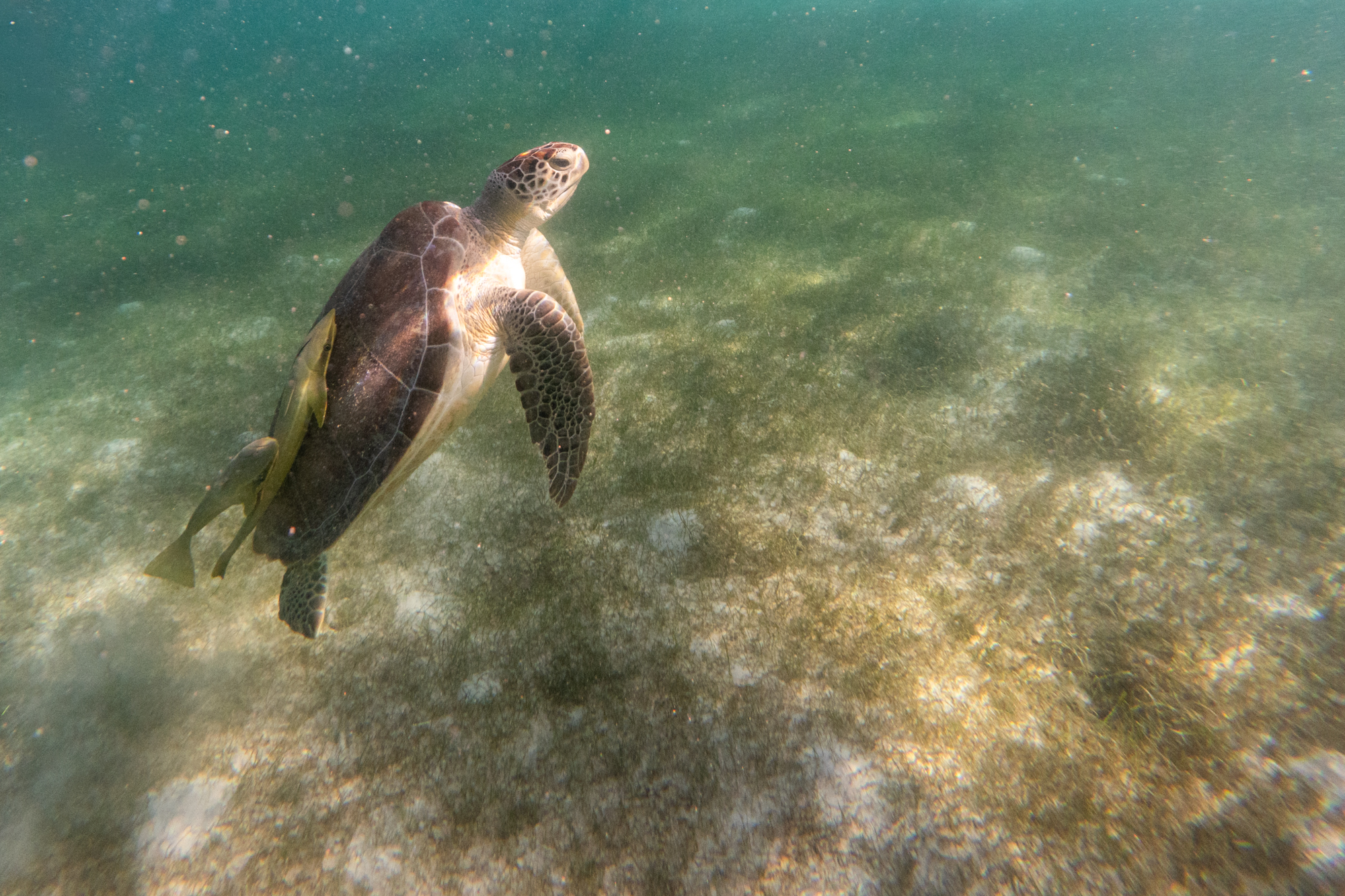Sea Turtle with parasitic sharks attached